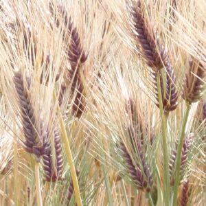 もち麦はなぜ注目を浴びるのか！？